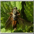 Rhagio notatus - Schnepfenfliege 05a.jpg